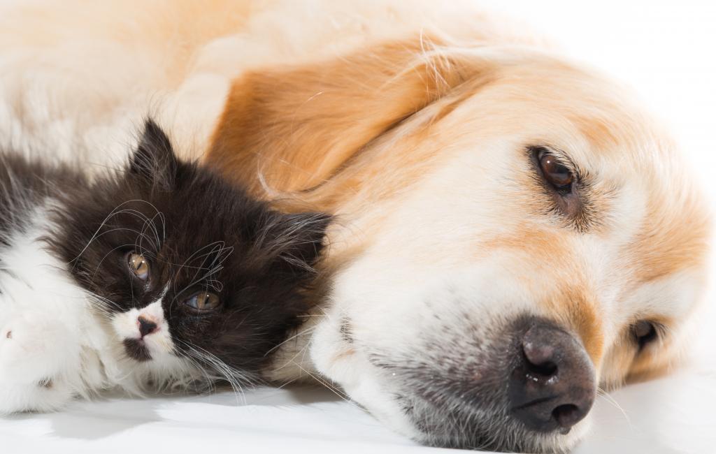 Kočku nebo psa? Poznejte osobnost partnera podle domácího mazlíčka!